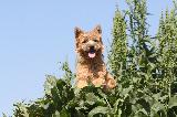 CAIRN TERRIER